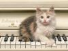 Kitten on Piano