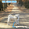 the long 