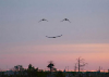 Geese Smile