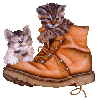 Kittens in boot