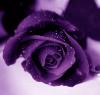 magic purple rose