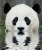 panda in water