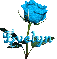 blue rose evelyn