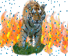 tiger and fire
