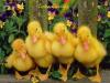 Easter Ducklings
