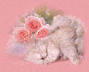 pink kitten rose