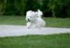 a running puppy