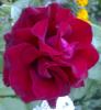 Red Rose 15072008759