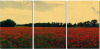 field of red