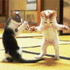 Danceing Cats