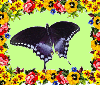 Batterfly