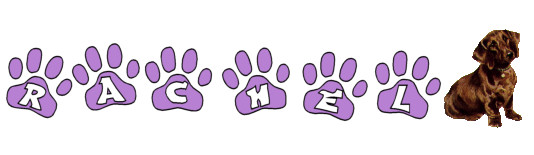 dachshund