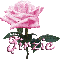 pink rose jirzie