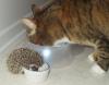 hedgehog and cat , lunch time :)