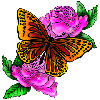 Butterfly Rose