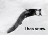 Snow kitten