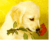 dog with roses