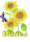 renee sun flower