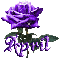 dark purple rose april