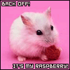 hamster with raspbery