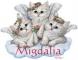 Angel Kittens - Migdalia