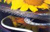 sunflower guitar