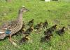 Mum Duck and her kids