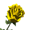 yellow rose bloom