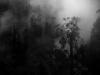 Misty dark forest