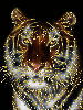 gold glitter tiger