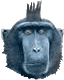 macaque avatar