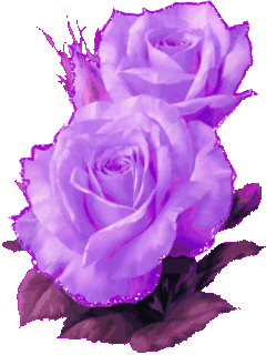 purple roses