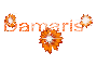 Damaris orange 