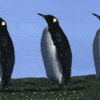 marching penguins avatar