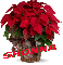 Christmas Flower - Shonna