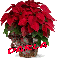 Christmas Flower - Darla