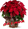 Christmas Flower - Brenda
