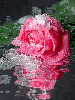 icy pink rose