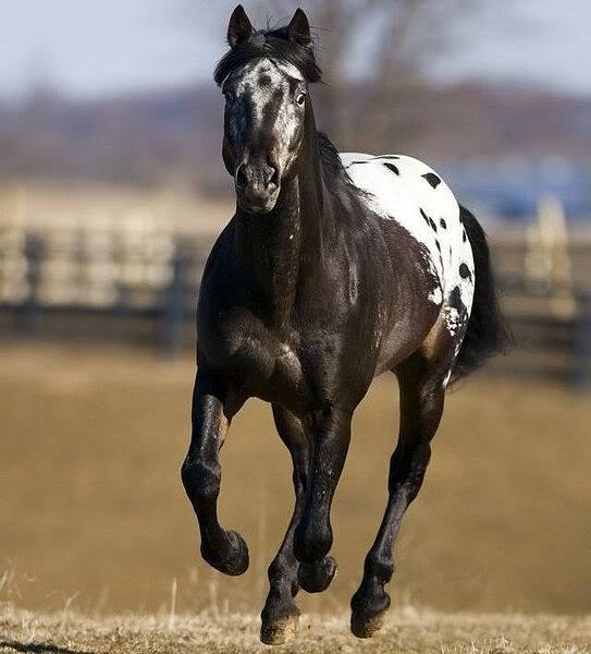 horse