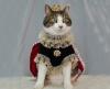 make way for the royal cat! ^_^