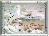 white owl merry christmas