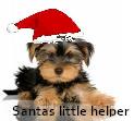 santa doggy