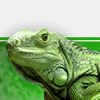 blinking iguana avatar