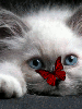 Cat and butterfly
