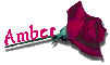 Red Rose - Amber