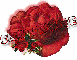 red rose --- SnowWhite
