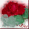 Red Rose - Rita