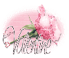 Valetine-pink rose