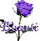 purple rose bharti