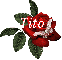 Butterfly Red Rose - Tito